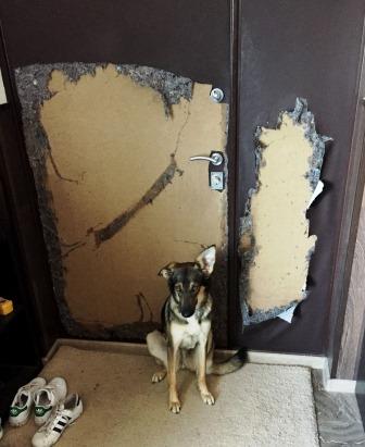 Разрыва на дверь. Антивандальная накладка на дверь от собак. Собака у входной двери. Входная дверь с защитой от животных. Защита дверей от собаки в квартире.